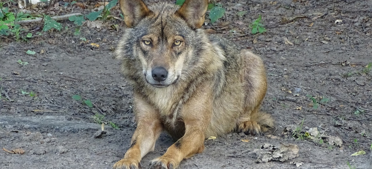 Uwaga na wilki i niedźwiedzie! Gmina apeluje o ostrożność