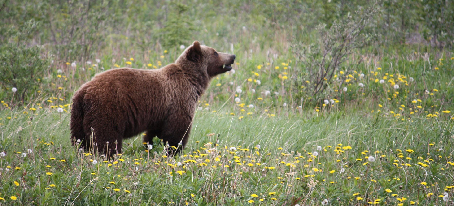 Nocna wizyta niedźwiedzia w Zatwarnicy. Dobierał się do kurnika [ZDJĘCIA]