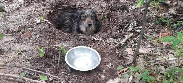 UDOSTĘPNIJ NA FACEBOOKU: Ktoś zakopał żywego psa! Sprawca poszukiwany (ZDJĘCIA)
