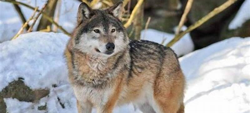 DOMARADZ: Jest zgoda na płoszenie wilków