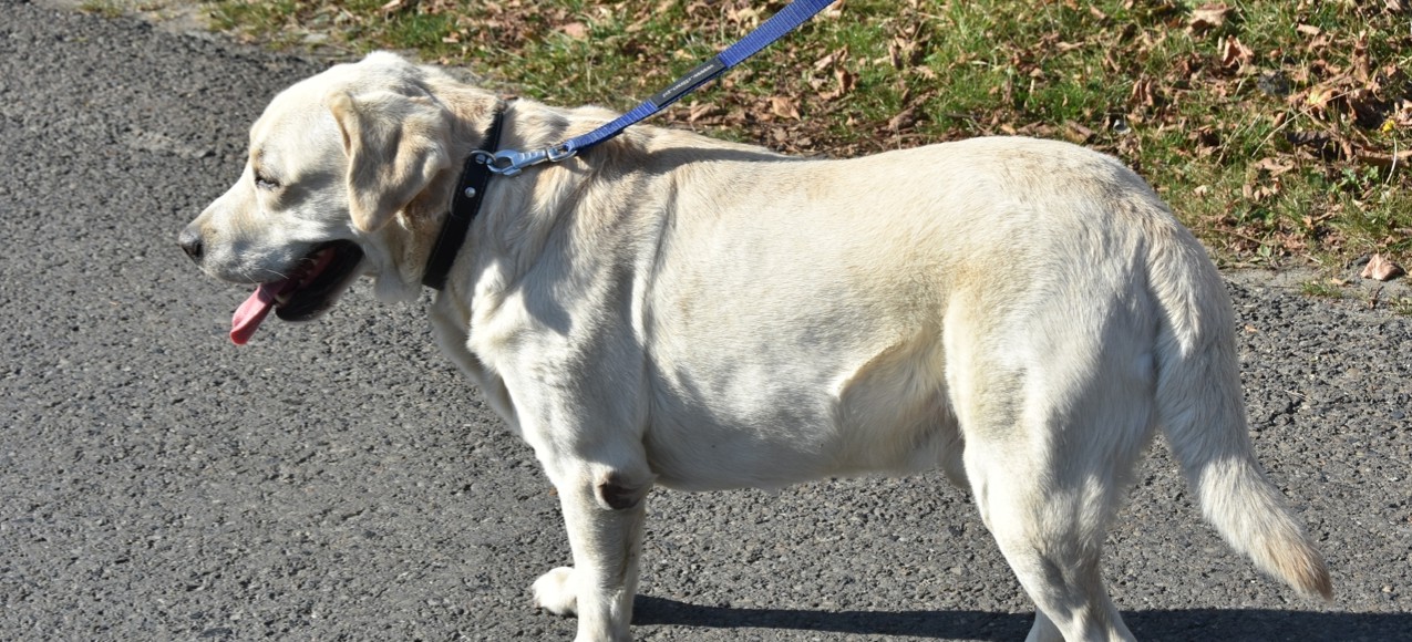 Znaleziono psa! Labrador czeka na właściciela lub chętnych do adopcji