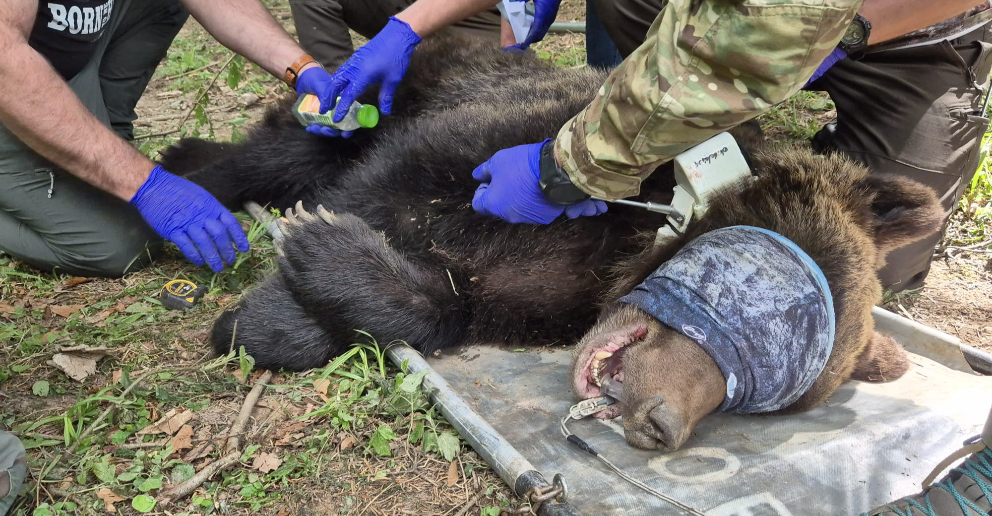 BIESZCZADY: Akcja odławiania niedźwiedzi. Rusza specjalny monitoring [ZDJECIA, VIDEO]