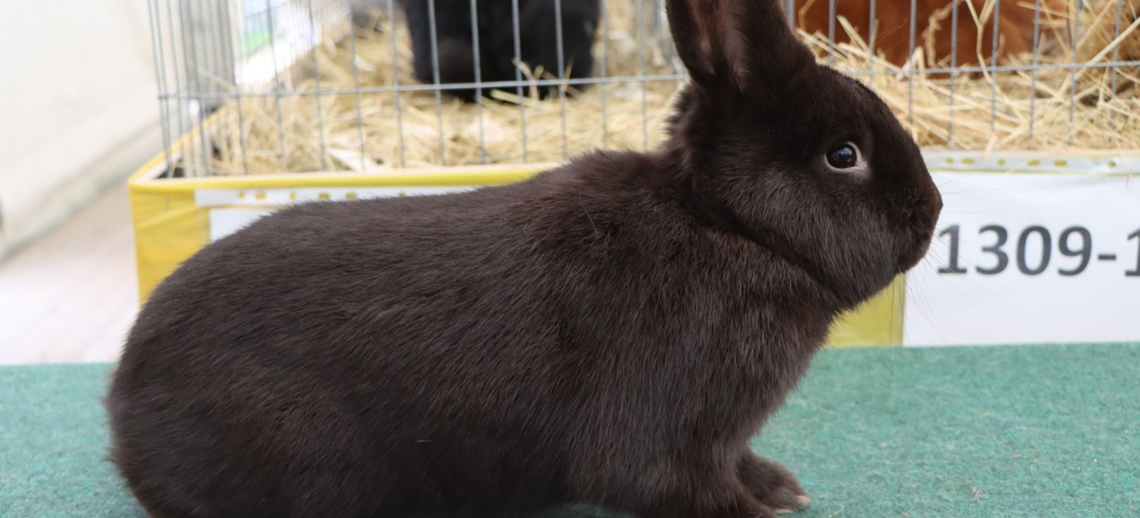 Wystawa królików w Podkarpackim Ośrodku Doradztwa Rolniczego