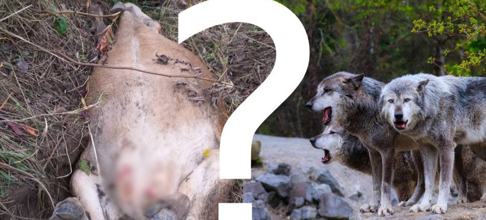 Martwa krowa z odgryzionymi wymionami. Czy w Niebieszczanach zaatakowały wilki? (DRASTYCZNE)
