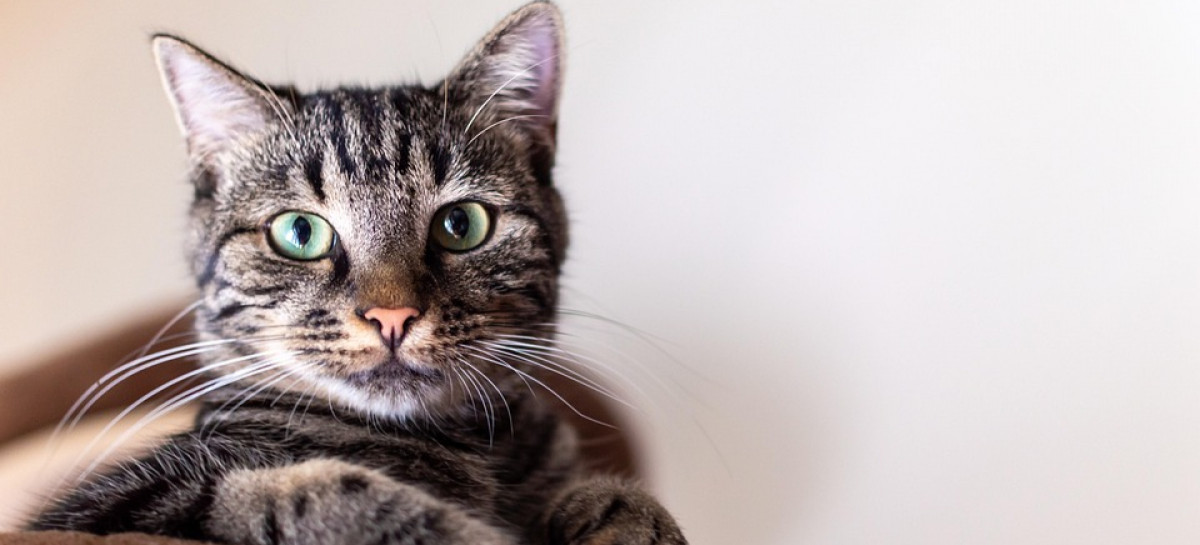 „Puszka dla Puszka” wraca po raz trzeci. Sanok pomoże bezdomnym kotom