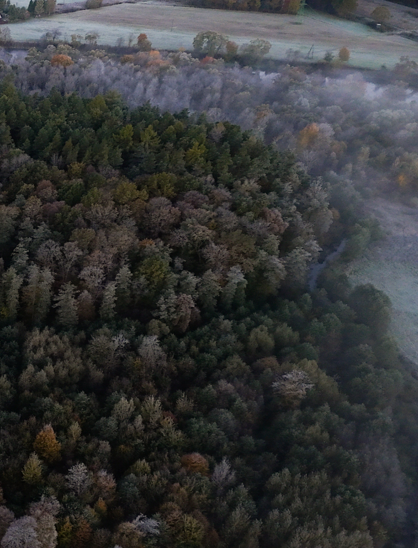 13 milionów nowych drzew w podkarpackich lasach. Trwa wiosenna akcja sadzenia