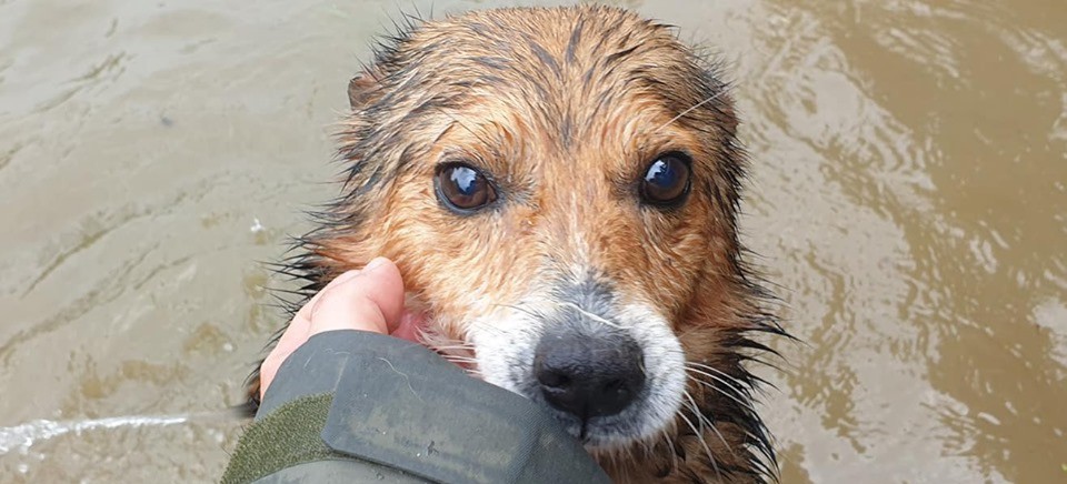 Psy z zalanego schroniska w Wadowicach Dolnych szukają domu!