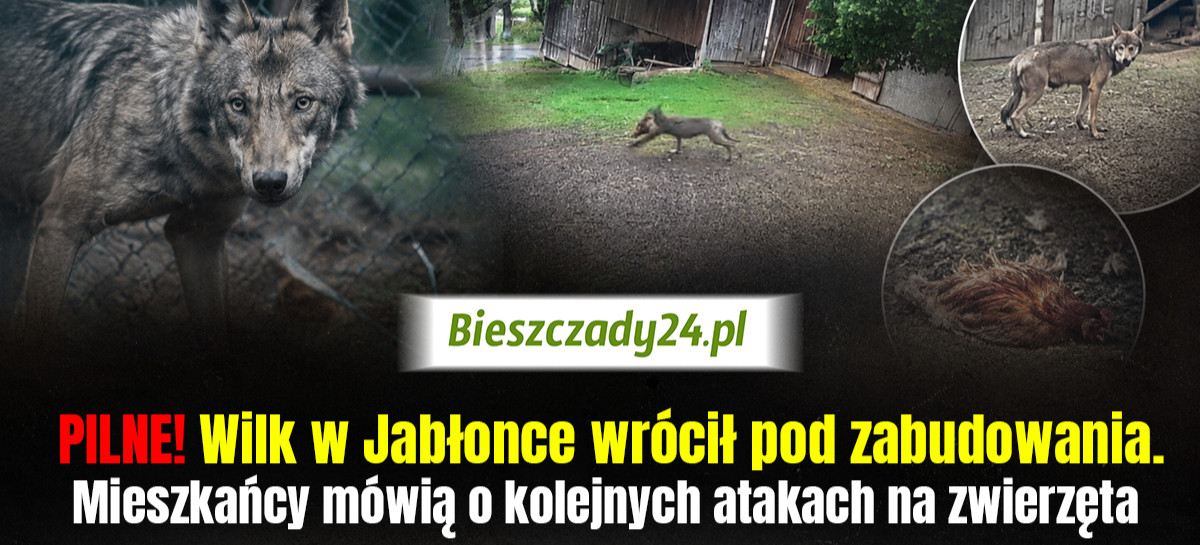 JABŁONKA: Kolejne ataki wilka w biały dzień! „Mieszkańcy żyją w ogromnym strachu” [VIDEO]