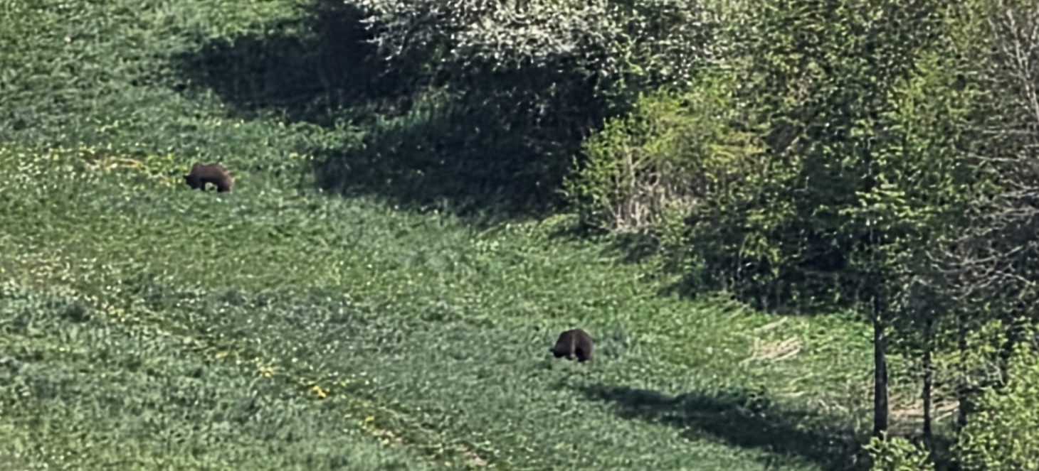 Niedźwiedzie w pobliżu kościoła w Wołkowyi. W tym czasie trwała Pierwsza Komunia Święta [FOTO]