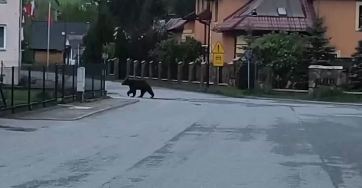 Poranna wizyta niedźwiedzia pod remizą OSP w Baligrodzie (VIDEO)