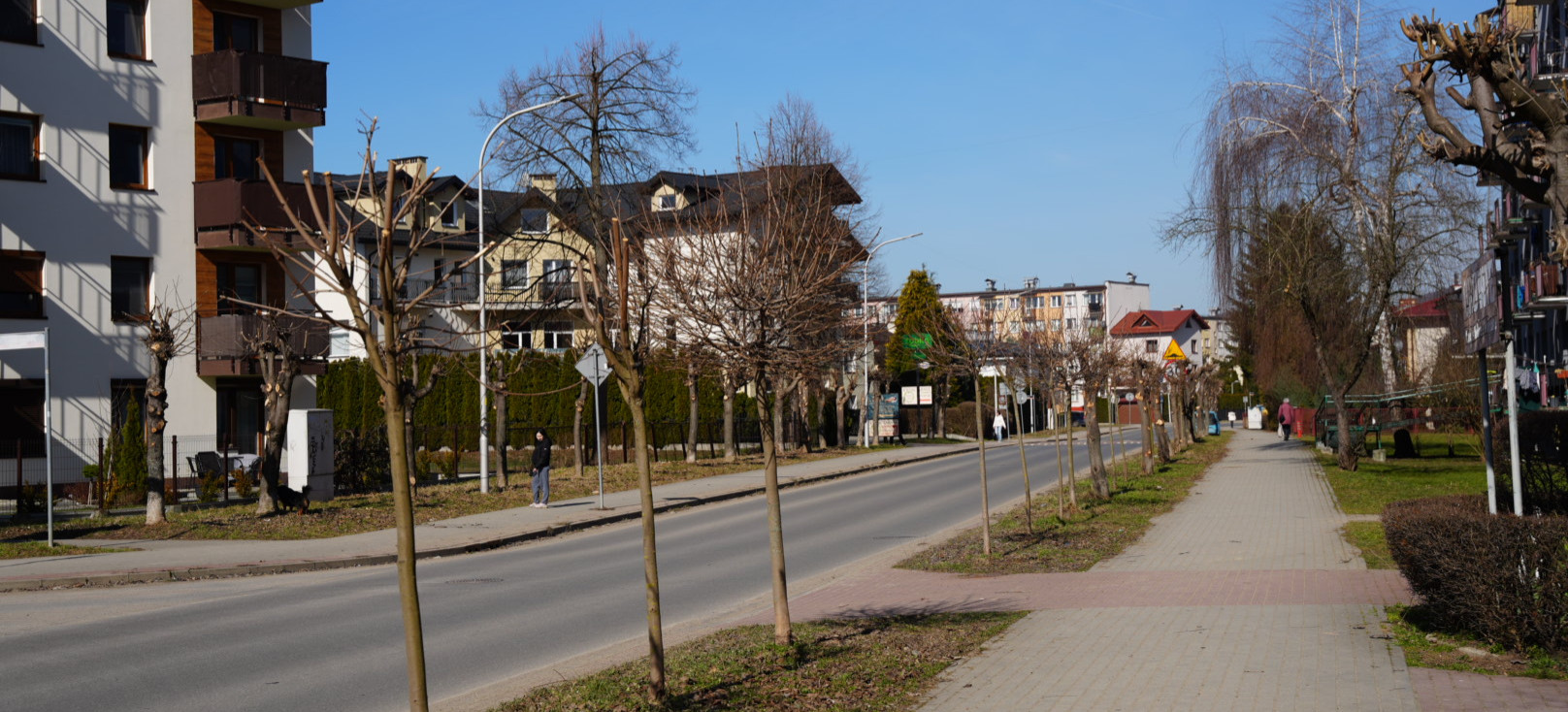 SANOK: Pielęgnacja 186 drzew na terenie miasta. Gdzie zaplanowano prace?