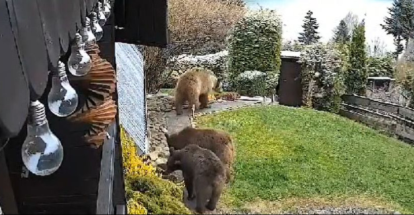 GMINA SOLINA: Niedźwiedzica z młodymi weszła na podwórko w Wołkowyi. „Populacja jest za duża” [VIDEO]
