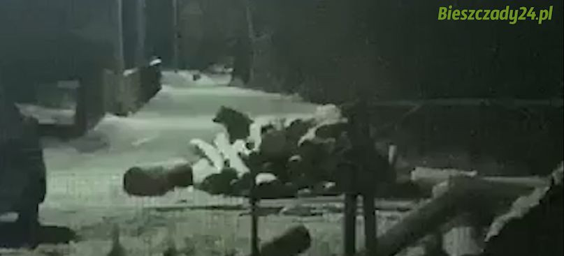 Niedźwiedź ponownie widziany w Czaszynie! Publikujemy nagranie (VIDEO)