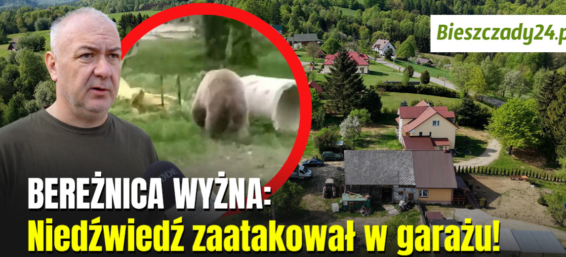 BEREŻNICA WYŻNA: Niedźwiedź zaatakował w garażu! „Ruszył za mną w pościg” [VIDEO]