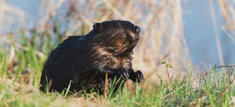REGION: Kłusownicy polowali na bobry i przerabiali je na wędliny