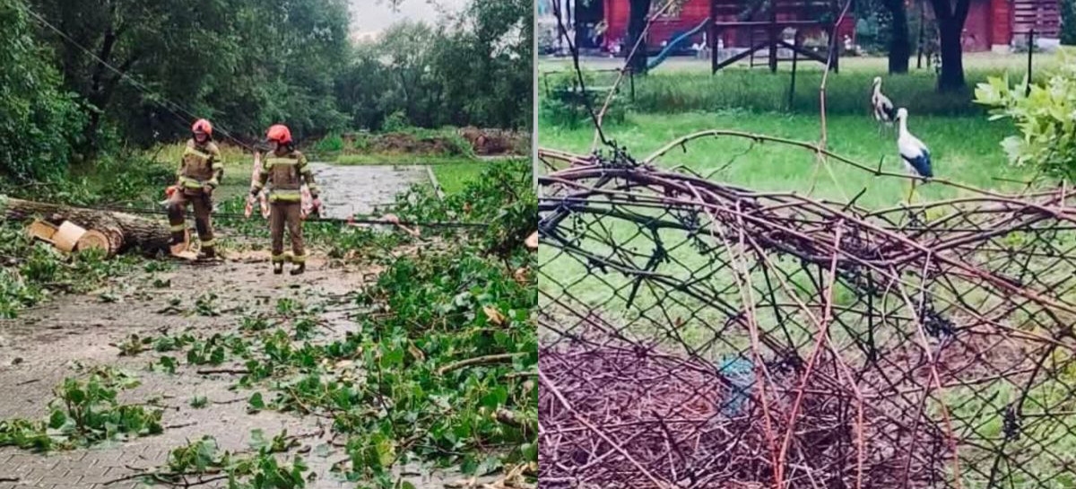 Nawałnica nad powiatem leskim. Burza zniszczyła gniazdo! Strażacy ruszyli na ratunek bocianom [ZDJĘCIA]