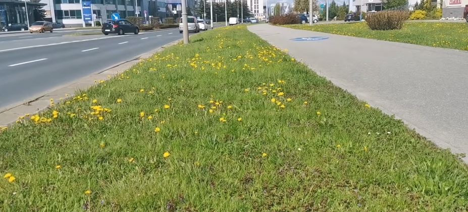 Apel botanika do władz Rzeszowa: Nie koście trawników w maju! (VIDEO)