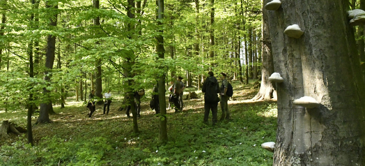 „Las Olbrzymów” może stać się rezerwatem. Trwają konsultacje nad projektem ochrony wyjątkowego drzewostanu