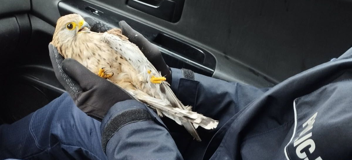 Policjanci pomogli pustułce ze złamanym skrzydłem