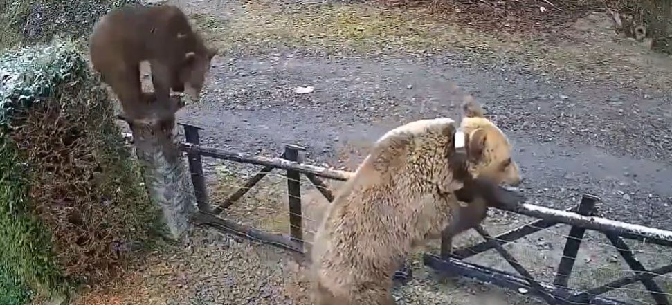 GMINA SOLINA: Niedźwiedzica z młodymi weszła na podwórko w Wołkowyi. „Populacja jest za duża” [VIDEO]