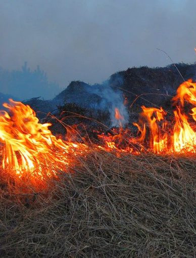 Wiosenne wypalanie traw wciąż problemem. Mandaty nawet do kilku tysięcy złotych