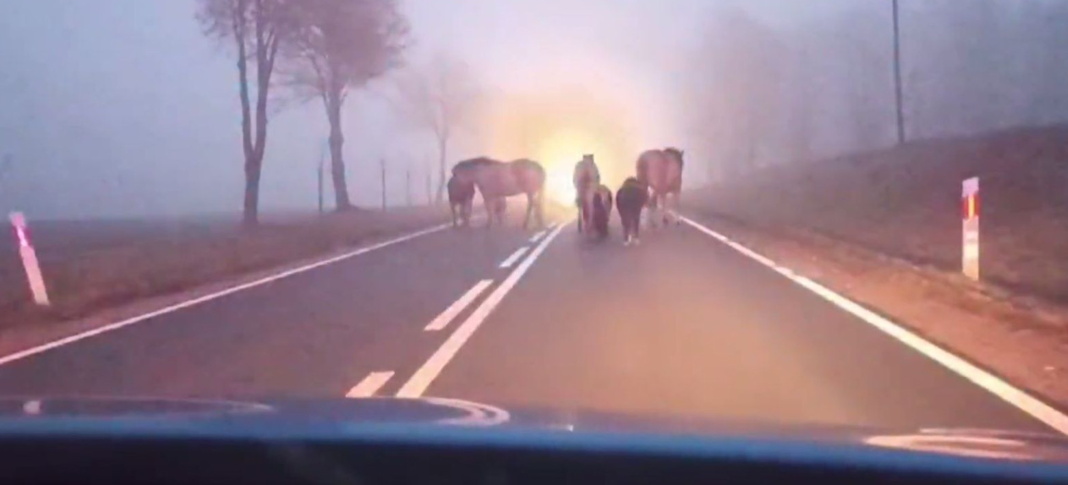 Polska24.pl / Konie, kucyki i osioł wędrowały drogą (VIDEO)