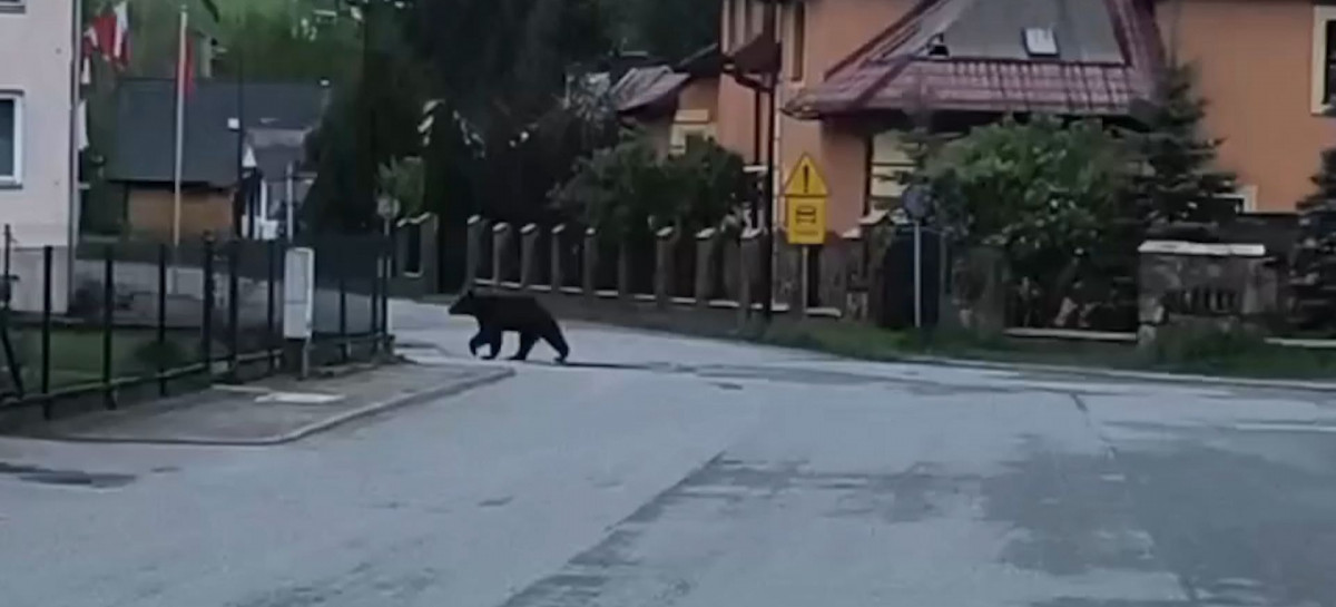 Poranna wizyta niedźwiedzia pod remizą OSP w Baligrodzie (VIDEO)