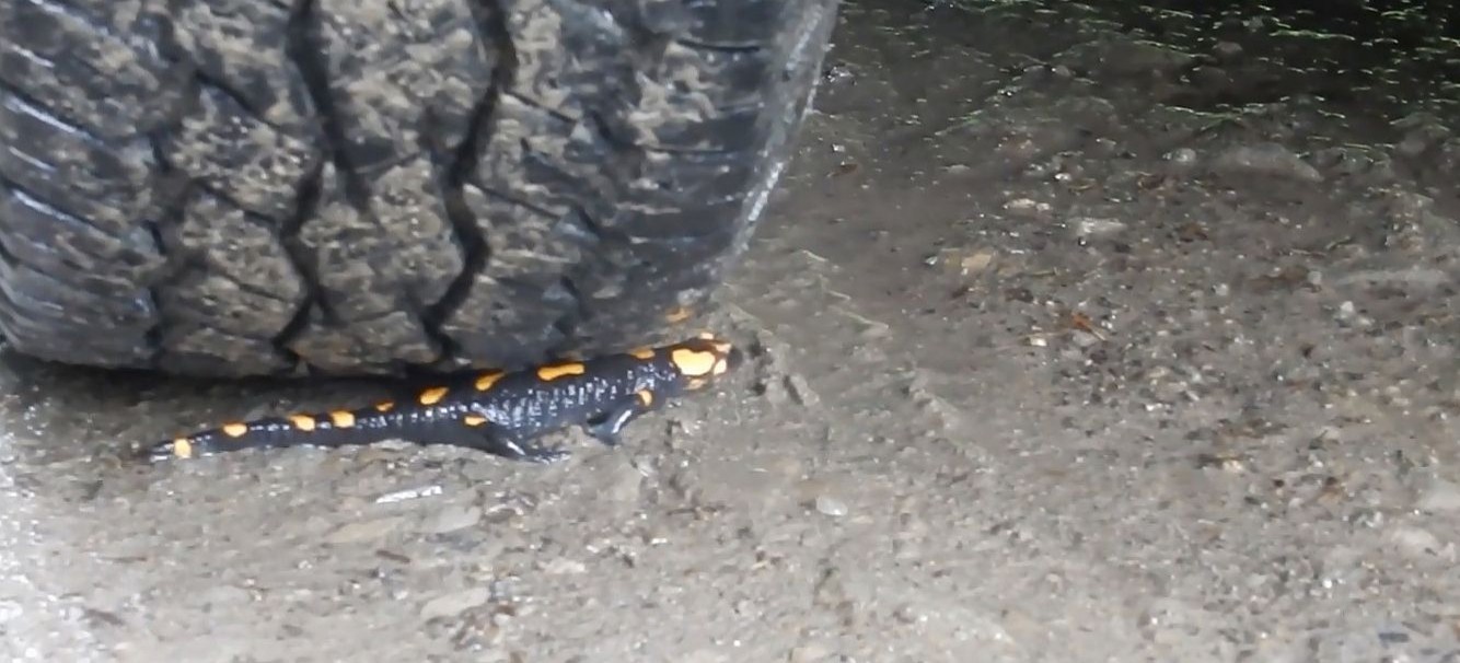 Po deszczu salamandry mają pierwszeństwo na bieszczadzkich drogach (VIDEO)