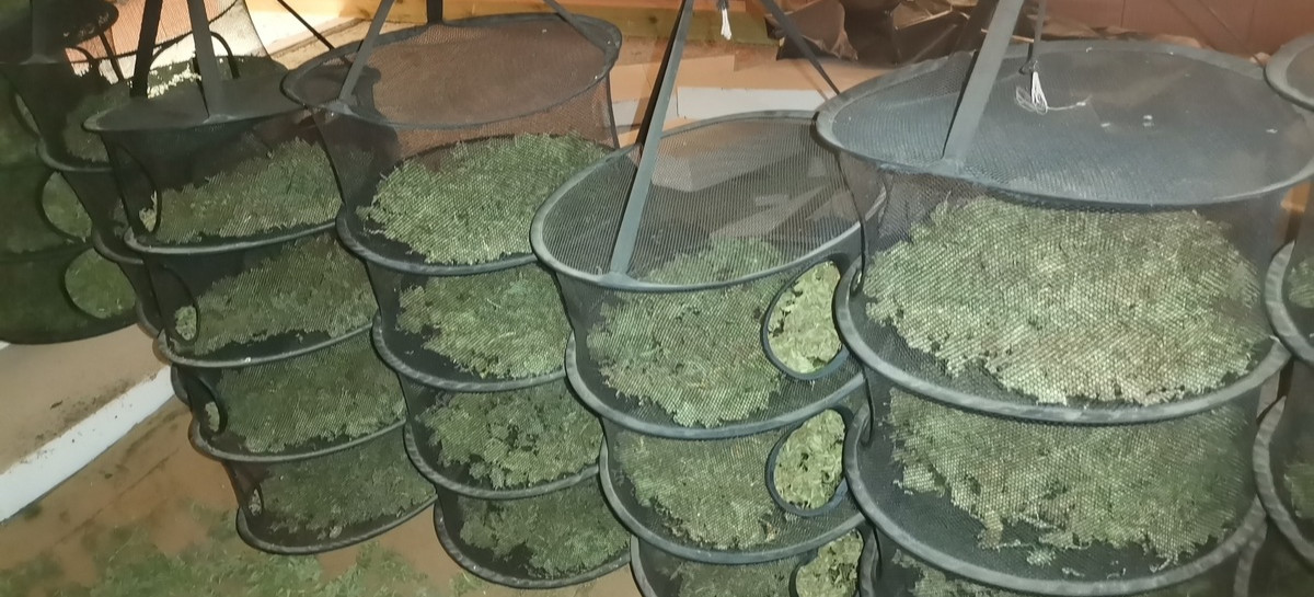 Policjanci zabezpieczyli około 17 kg narkotyków i zlikwidowali plantacje konopi (ZDJĘCIE)