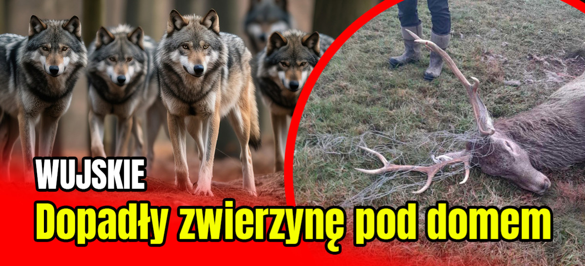 WUJSKIE: Wilki dopadły jelenia na prywatnej posesji. Kto zapłaci za szkody? (FOTO 18+)