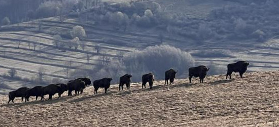 BIESZCZADY: Liczebność żubrów wyraźnie w górę. Leśnicy podali wyniki inwentaryzacji [ZDJĘCIA]