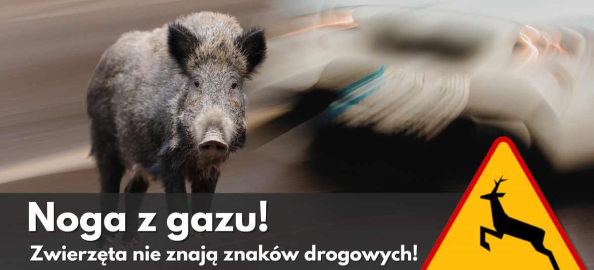 Złota, ale niebezpieczna jesień. Uważaj na miłosny szał na drodze!