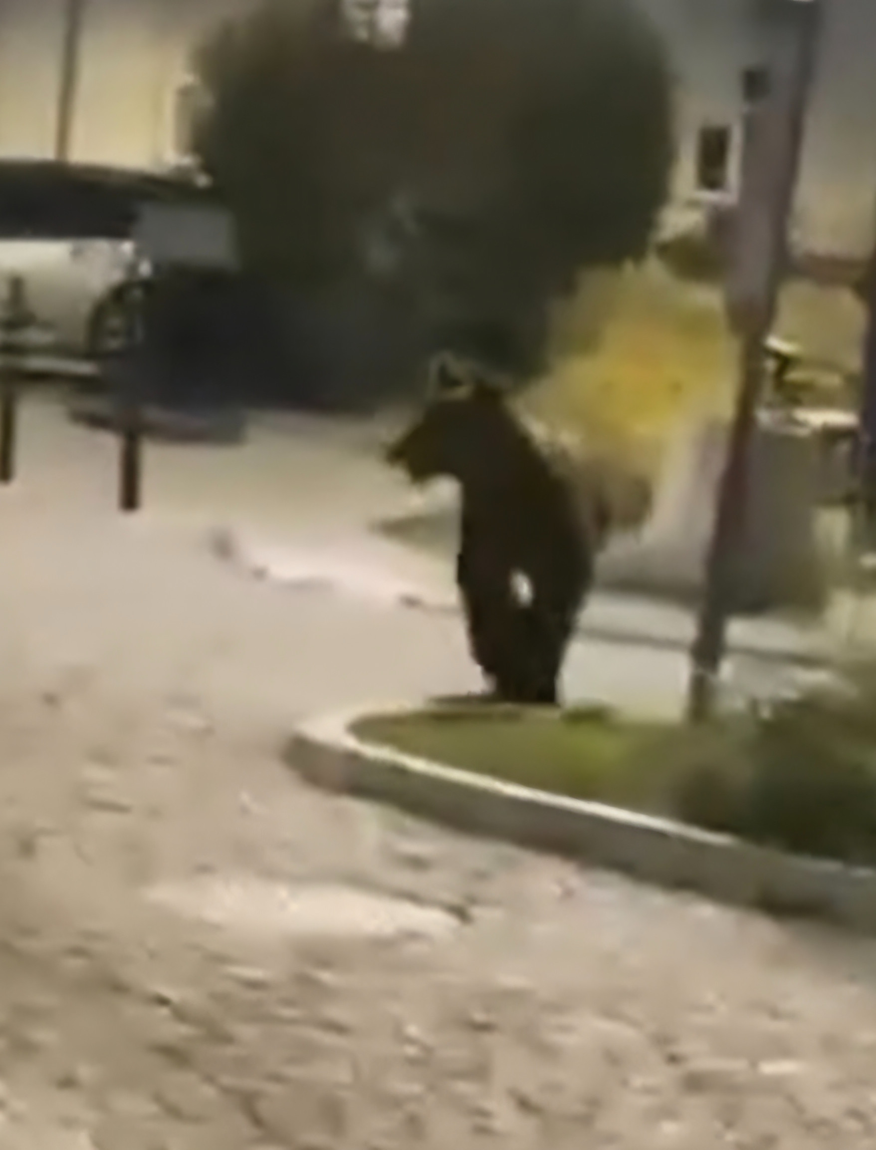 To pierwszy taki przypadek. Niedźwiedź pojawił się w centrum Przemyśla [VIDEO]