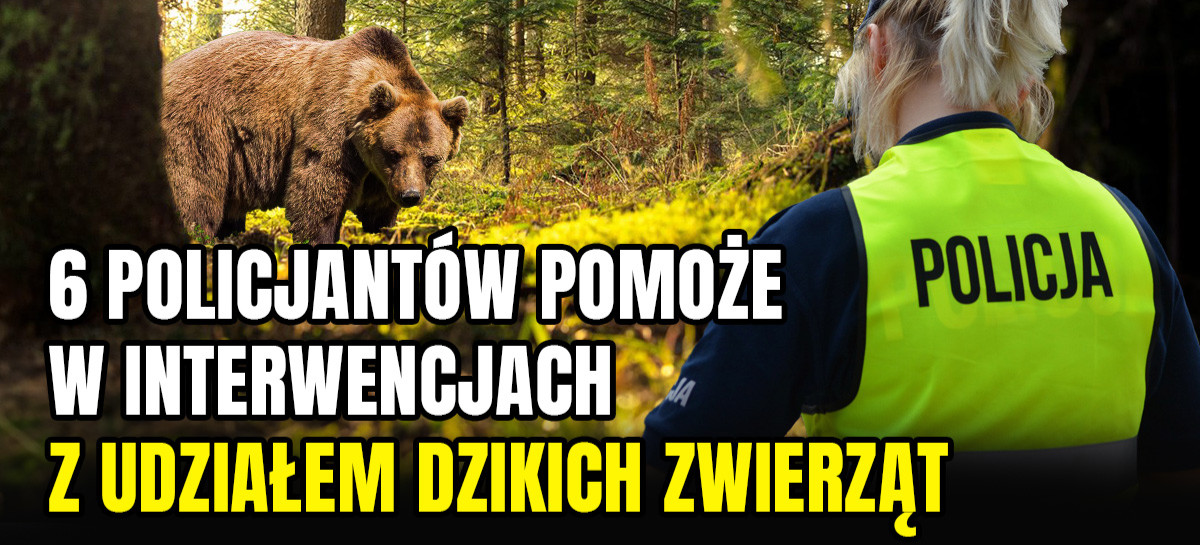 6 policjantów skierowanych w Bieszczady. Pomogą z niedźwiedziami (VIDEO, ZDJĘCIA)