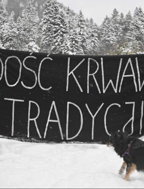 Grzybiarki kontra myśliwi. Zimowe polowania w Bieszczadach przerwane [ZDJĘCIA]