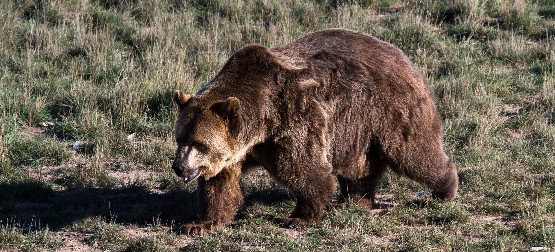 Niedźwiedź pod Rzeszowem! Apel o ostrożność [VIDEO]