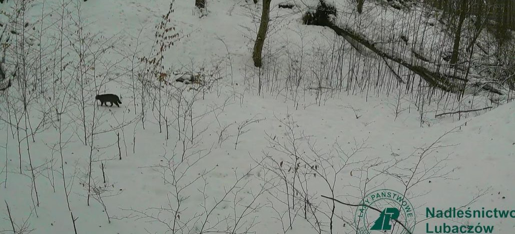 Tajemniczy mieszkaniec podkarpackich lasów. Zobacz nagranie z fotopułapki! [VIDEO]
