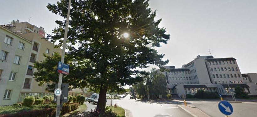 Konkurs Drzewo Roku. Zagłosuj na Dąb Fredry z Rzeszowa!