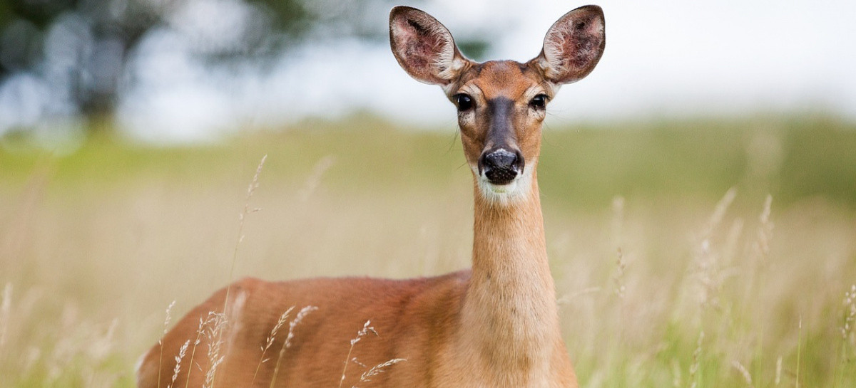 Kolizja z dzikim zwierzęciem? Wskazówki i apel policji