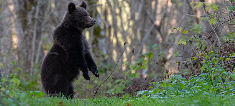 Kolejny niedźwiedź w gminie Dydnia. Zachowaj ostrożność