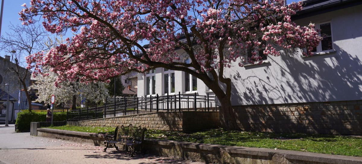 SANOK: Ławeczka Królowej Zofii stanęła pod słynną magnolią [VIDEO, ZDJĘCIA]