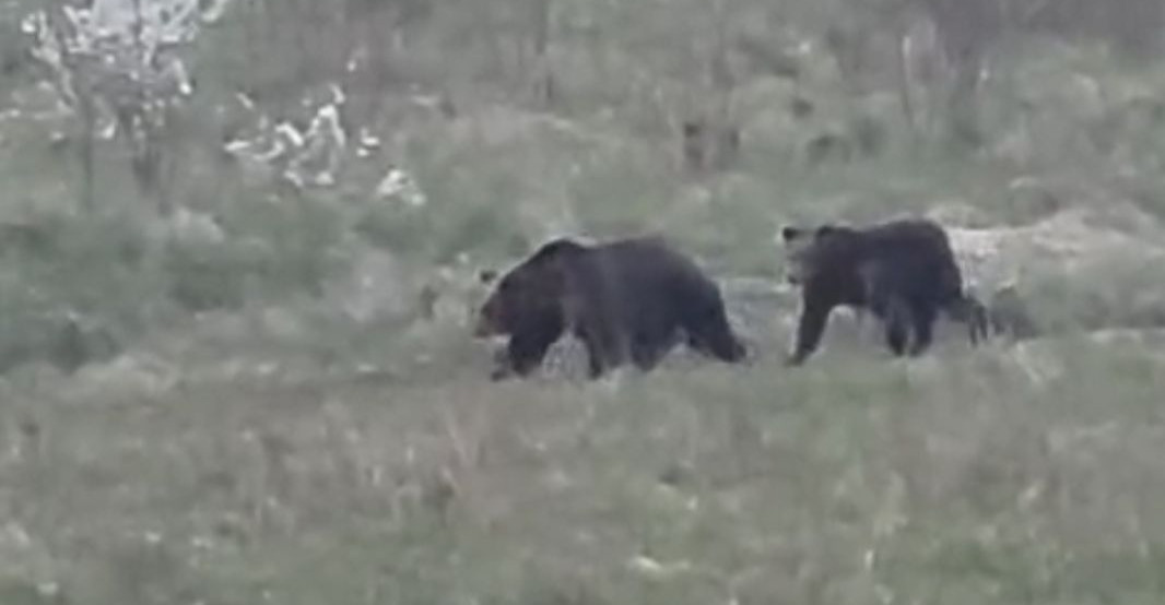 SANOK: Kolejne zgłoszenia o niedźwiedziach. Zobacz nagranie z Olchowiec [WIDEO]