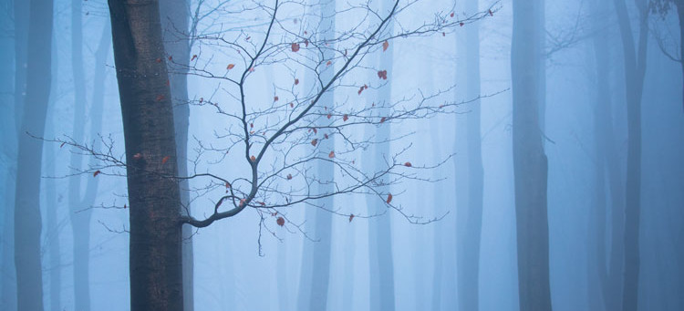 Podkarpacki las we mgle! Magiczne ujęcia Witolda Ochała (ZDJĘCIA)