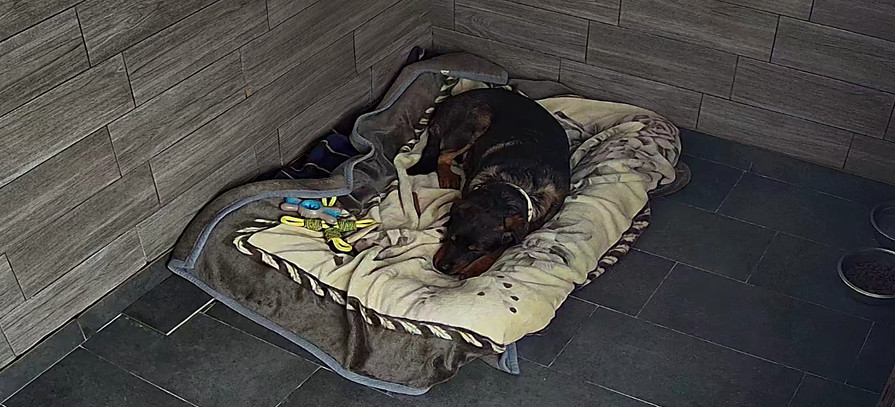 Zima to wyjątkowo trudny czas dla zwierząt. Policja i weterynarze odwiedzili schronisko w Wojtkówce