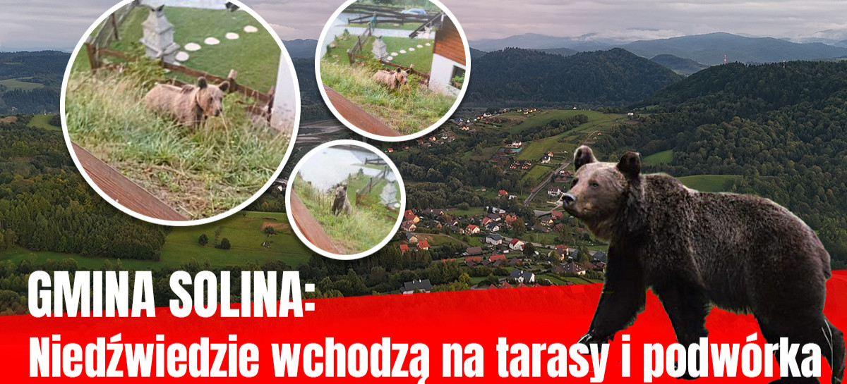GMINA SOLINA: Niedźwiedzie wchodzą na tarasy i podwórka. Mieszkańcy: „Nie możemy tak żyć”
