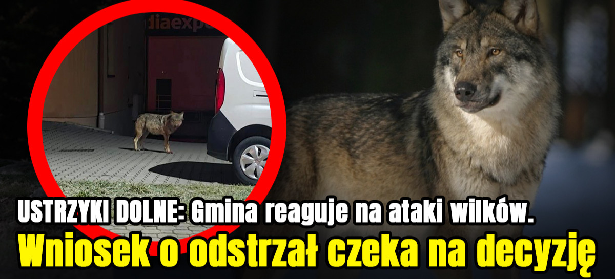 USTRZYKI DOLNE: Gmina reaguje na ataki wilków. Wniosek o odstrzał czeka na decyzję
