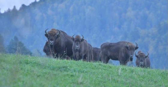 BIESZCZADY: Liczebność żubrów wyraźnie w górę. Leśnicy podali wyniki inwentaryzacji [ZDJĘCIA]