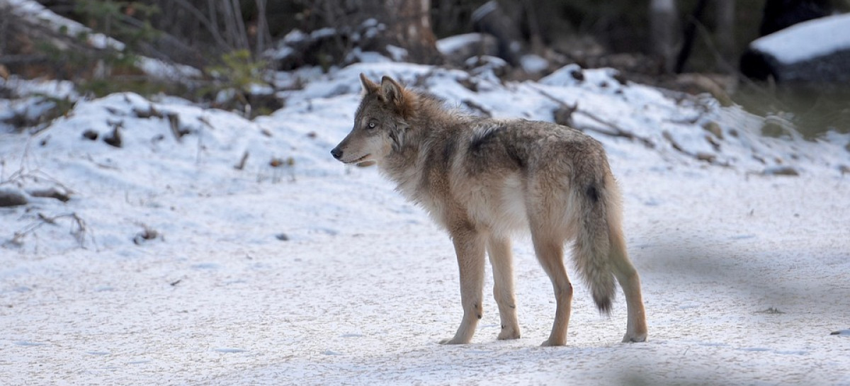 Wilk na ulicach Leska. Ostrzeżenie dla mieszkańców, w pobliżu szkoła i przedszkole