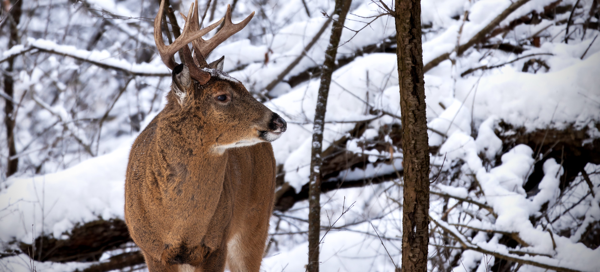 Ruszyła akcja „Wieniec”. Straż Leśna tropi nieetycznych zbieraczy poroża
