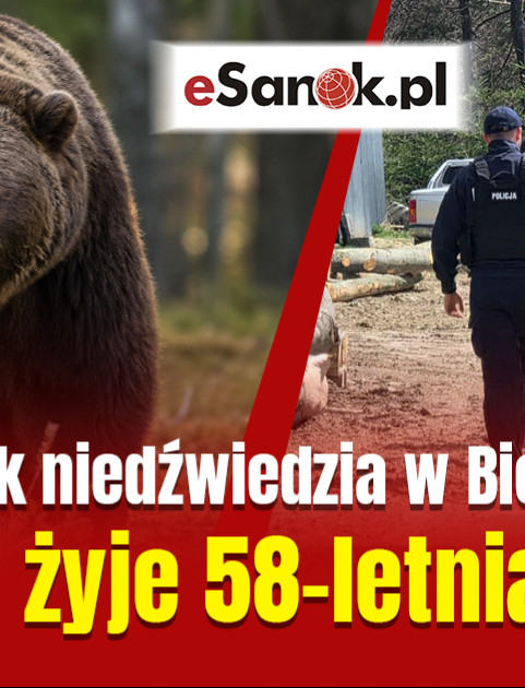 PILNE: Tragedia w Płonnej. Śmiertelny atak niedźwiedzia. Nie żyje mieszkanka powiatu sanockiego
